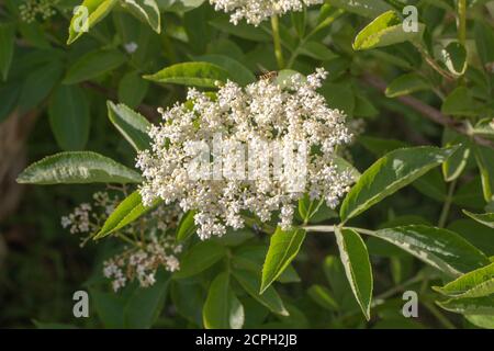 Elder (Sambucus nigra). Mehrere Büschen flacher Köpfe mit zahlreichen cremeweißen Blüten. Gestielte zusammengesetzte Blätter von fünf bis severn Flugblätter. Att Stockfoto