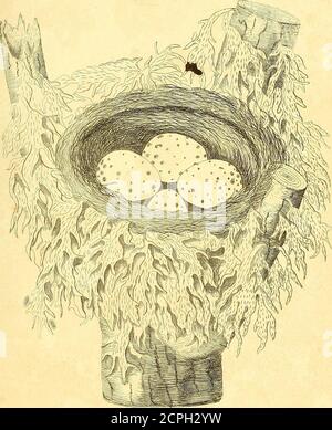 . Harmonia ruralis, oder, ein Essay in Richtung einer Naturgeschichte der britischen Singvögel: Illustriert mit Zahlen die Größe des Lebens, der Vögel, männlich und weiblich, in ihren natürlichsten Einstellungen ... Zwischen der dreifachen Teilung des Astes der Esche, und hingen ringsum mit dem * Aschenliverwort, um es auf jeder Seite zu verbergen. Auf remo^dngit fand ich, dass ein Teil des Leberwurms vom Baum über und um das Nest herum wuchs; Aber der große Teil davon war sehr kunstvoll mit dem Gras und Moos am äußeren Rand des Randes eingewebt und ließ sich ebenso wie es an den Seiten des Nestes hängen Stockfoto