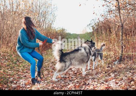 Zwei Husky Hunde kämpfen im Herbst Park Stockfoto