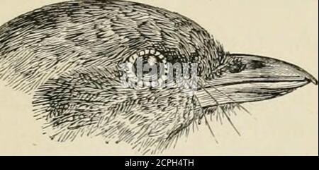 . Die Fauna von Britisch-Indien, einschließlich Ceylon und Burma . s treibt mich an, diese Art in ihre gegenwärtige Position zu bringen. In Muscitrea sind die Geschlechter gleich; der Schnabel ist stark, tief, andmuch seitlich zusammengedrückt; der Flügel ist ziemlich lang und gerade, und das erste Primär ist groß und ist mehr als Hälfte der Länge vonder zweiten; der Schwanz ist quadratisch, und das Gefieder braun. Über die Gewohnheiten dieses Vogels ist nur wenig zu berichten. Die ANTHIPES. 31 und es wurde ein T beobachtet in Pegu, der einsam und still war und auf einem Halm von Elefantengras lag. 582. Muscitrea grisola. Die graue Fliegenfänge & lt; r. Tephr Stockfoto