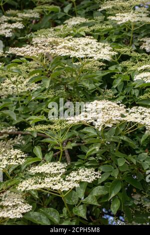 Elder (Sambucus nigra). Mehrere Büschen flacher Köpfe mit zahlreichen Knospen und cremeweißen Blüten. Gestielte zusammengesetzte Blätter von fünf bis severn Blatt Stockfoto