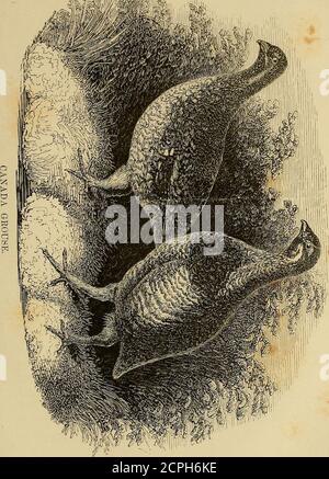 . Frank Foresters Feldsport der Vereinigten Staaten und der britischen Provinzen Nordamerikas. . , zu allen Zeiten, ihre Fleshis weit geringer als die der pinnierten Grouse. Sie werden gewöhnlich auf dem Philadelphia-Markt zu einem Dreiviertel-Dollar und einem Viertel-Paar verkauft – manchmal höher. – WilsonsAm. Ornith. Die letzte dieser Art, die es wert ist, sich als sportlicher Vogel zu merken, ist der Canada Grouse, und sogar er, obwohl Mr. Audubon spricht davon, dass es in Teilen von Maine reichlich vorhanden ist, und obwohl es zweifellos im nordöstlichen Winkel von New York existiert, wird es so selten getroffen, und Stockfoto