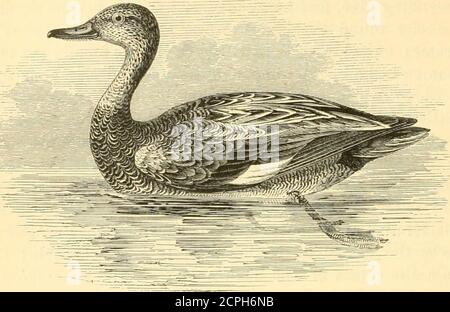 . Eine Geschichte der britischen Vögel . VOL. IV 3 B 370 ANSERES. ANATID^. ANATID.E.. Anas strepera, Linnaeus.* DIE GAD-WAND. Anas strepera. Das Gadwall oder graue Ente, ist, auf dem Ganzen, ein seltenevisitor zu den britischen Inseln; obgleich, wegen theresemance des Weiblichen und des Jungen zu denen des Mallard, es möglicherweise sogar als uncommon angesehen worden ist, als es wirklich ist. Dennoch, die tabellierten Aufzeichnungen derberühmten Ashby Decoy, in Lincolnshire, die die Komparative Zahlen von sechs Arten von Wildvögeln zeigen, die zwischen September 1833 und April 1868 aufgenommen wurden, abschließend besagen, dass zwischen diesen Daten t Stockfoto