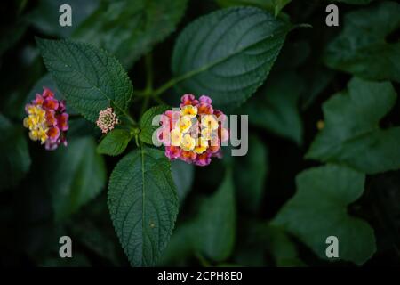 Große Salbei Lantana Kamera in der Kenting National Forest Erholung Bereich Stockfoto