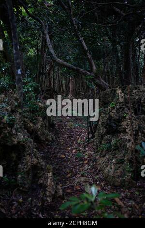 Waldweg in der Kenting National Forest Recreation Area Stockfoto