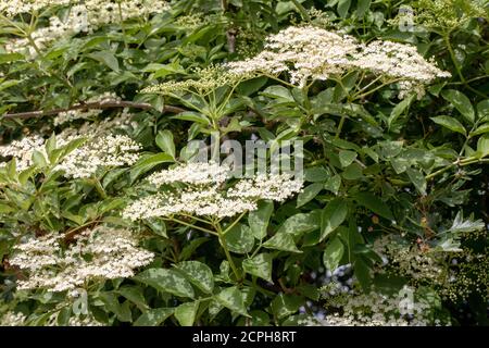 Elder (Sambucus nigra). Mehrere Büschen flacher Köpfe mit zahlreichen Knospen und cremeweißen Blüten. Gestielte zusammengesetzte Blätter von fünf bis severn Blatt Stockfoto