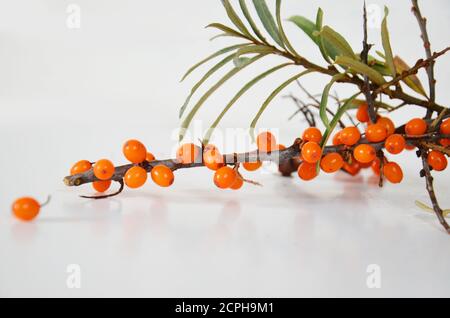 Sanddorn isoliert auf weißem Hintergrund Stockfoto