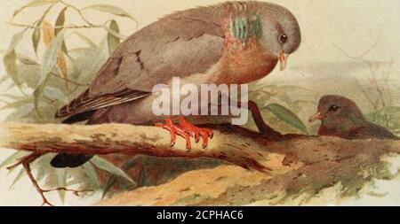 . Die Vögel der Britischen Inseln und ihre Eier. 2 PL 146 Coot.. Stockfoto