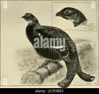 . Wildvögel und Schießen-Skizzen : Illustriert die Gewohnheiten, Arten der Gefangennahme, Stufen des Gefieders und die Hybirds & Sorten, die unter ihnen auftreten. Arm, wenn 102 WILDVÖGEL UND SCHIESSEN-SKIZZEN erweitert, und es erfordert nur Vorsicht und Adroitness seitens des Wilderers, um erfolgreich zu sein, um seine unbewussten Opfer in seinem Versteck niederzureißen. Ein stuffedBlackcock wird auch dazu neigen, die anderen zum sjDot zu locken.dieser Modus der Erfassung Blackgame ist jetzt locoming a ^ i 4 ^^^^^^^ , -.-^*^ BB ^HENNEN UNTER ANNAHME DES GEFIEDERS DES MÄNNCHENS. Verlorene Kunst unter der Wilderei Brüderlichkeit, und ist, ich Stockfoto