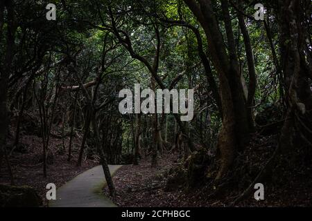 Pfad in der Kenting National Forest Recreation Area Stockfoto