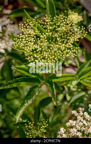 Elder (Sambucus nigra). Bund von flachen Köpfen der zahlreichen Knospen und zu cremeweißen Blüten. Zusammengesetzte Blätter von fünf bis sieben Flugblättern. Stockfoto