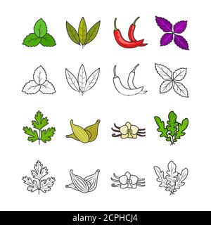 Kulinarische Kräuter und Gewürze isoliert auf weißem Hintergrund, Vektor-Illustration Stock Vektor