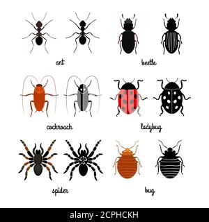 Crawling Insekten Vektor-Set - Ameise, Spinne, Käfer, Marienkäfer. Illustration von Insektenlilde, Kakerlake und kriechendes Insekt Stock Vektor