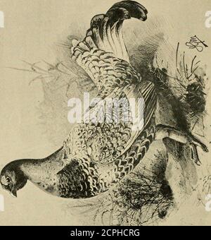 . Wildvögel und Schießen-Skizzen : Illustrieren der Gewohnheiten, Modi der Erfassung, Stufen des Gefieders und die Hybirds & Sorten, die unter ihnen auftreten. Wurden freundlich 1 Dies könnte wieder durch die Anwesenheit eines umherziehenden henCaper, die auf den Boden gekommen war im Frühjahr, wo sie mit einem schwarzen Hahn gepaart werden. Im Falle der Henne Capercaillie fällt auf, dass sie sich, wenn sie von ihrem Heimatboden in andere, von Herspezies nicht befreute Bezirke wandert, mit einem schwarzen Hahn gleichfalls paaren wird. Vide, zum Beispiel, Auerhahn und Fasane. 54 SPIELVÖGEL UND SHOOTIXG-SKIZZEN Stockfoto