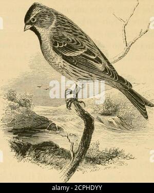 . Eine Geschichte der britischen Vögel . VOL. II 146 PASSERES. PRINGILLIDIE. FRINGILLID^.. LiNOTA RUFESCENS (VieiUot*).DIE KLEINERE ROTTE. Linota Imariaj-. Die Kleinen, und mit uns Tlie häufiger, Redpoll ist der kleinste der britischen Finken, und ist im Allgemeinen unterscheidet sich von den vorhergehenden, nicht nur hy seine Größe, Hut hy seine Darker und mehr rufous Färbung – Der Ersatz vor allem der weißlichen Hasen an den Flügeln und des mehligen Rumpfes durch das fast immer wahrnehmbare. Wie bereits vorausgeschickt, haben viele Autoren diesen Vogel als die Fringlla Una via von Linnaeus angenommen und diesen Beinamen für uns verwendet Stockfoto