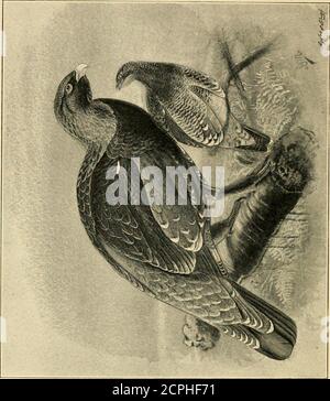 . Wildvögel und Schießen-Skizzen: Illustriert die Gewohnheiten, Modi der Erfassung, Stufen des Gefieders und die Hybirds & Sorten, die unter ihnen auftreten. GltOUSE {Lagopus scoticas) GANZSEITIGE Grouse-Shooting . Raufhühner Raufhühner gestörter Raufhühner die Fringe der Moorhühner Paarung im Frühjahr 110114117129149 IM TEXT Hier kommen sie. . Die Verborgene Hand .... Das Aussehen der Peregrine . Peinas de Richesses . Ein Snijjjy unter dem Drachen die Doppelfeder gefunden in Game Birds zeigt, wie die Krallen geworfen werden ein Old Highlander aus Sutherland Melanismus ....... Hybri Stockfoto