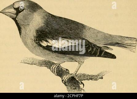 . Eine Geschichte der britischen Vögel . VOL. II 98 PASSEEBS. FRINGILLIDIE. FRTNGILLID.H.. COCCOTHEAUSTES VULGARIS, Pallas*. DER FALSCHFINK. Goccothraustes vulgaris. CoccoTiiRAUSTES, Brisso7i. – Bill hart, hässlich konisch, sehr thiclc an der Basis, schnell bis zum Punkt verjüngend; culmen mehr oder weniger gerundet; die Mandiblesfast gleich, Kanten eingebogen und leicht eingerückt. Nasenlöcher basal, lateral, oval, fast versteckt durch vorstehende und rekurvige frontale Federn. Flügel mit dem ersten Primär fein abgeschwächt und so klein, dass zu wollen scheinen, die dritte und vierte Vorwahlen fast gleich, und ra Stockfoto