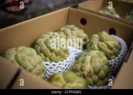 Noni Frucht, aufwärts fließendes Wasser, Ostküste Taiwan Stockfoto