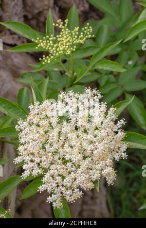 Elder (Sambucus nigra). Mehrere Büschen flacher Köpfe mit zahlreichen Knospen und cremeweißen Blüten. Kopf der Knospen, noch zu öffnen, oben. Gestielter CO Stockfoto