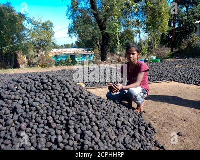 STADT KATNI, INDIEN - 03. DEZEMBER 2019: Ein indisches Dorf arme Mädchen sammeln Wasser Kaltrop Bestand an Landwirtschaft Umwelt. Stockfoto