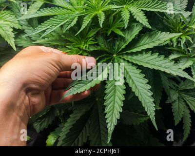 Hand hält ein medizinisches Cannabisblatt. Hochwertige Fotos Stockfoto