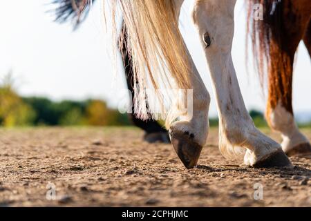 Nahaufnahme der Hinterbeine und Hufe eines Pferdes in Ruheposition auf einer Pferdeweide (Paddock) bei Sonnenuntergang. Typische Beinposition für Pferde. Stockfoto