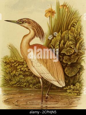 . Cassells Buch der Vögel . DER GROSSE WEISSE REIHER (ffeivdias alba). EINSECHSTE NATÜRLICHE GRÖSSE. Dunkelgrau, und die Kehle und die Schlucht weiß; die Augen sind gelb, die Augenringe violett, und die bridlesgrün; der obere Unterkiefer ist schwarz, und der untere violett mit grünlichem Gelb getippt; der Fuß ist schwarz. Diese Art führt ein einsames Leben an den Ufern der Süßwasserseen und Bäche von Zentralafrika. In der Disposition ist sie extrem schüchtern; sie fliegt schlecht, hat eine harte laute Stimme und subsupon Fische, Reptilien, Vögel und kleine vierfüßige. In anderer Hinsicht ähnelt sie der Ardcacinerea sehr. Stockfoto