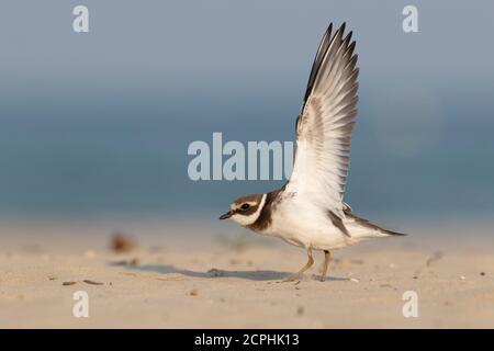 Wader oder Küstenvögel, Ringpfeifer Charadrius hiaticula) am Strand Stockfoto