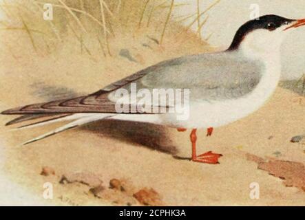 . Die Vögel der Britischen Inseln und ihre Eier. -■■^^»^- ■Ito%. -r- 2 PL 10^5. Elfenbein Gull.Common Tern. (?235- COMMON TERN. 235-fähige Größe. Die beiden Figurendarstellungen (Tafel 104) stammen aus der Samekolonie, auf Sanddünen, eine auf Sand, die andere unter Zwergweiden. Das Weibchen legt oft und fügt Futter nach der Inkubationbegonnen hat. Die Materialien variieren so viel wie die Website ; Ich haveseen die folgenden verwendet-Marram, dicke Stämme von Rüben, freshbrigs von Ragwürze, Stückchen von Stick, Stroh, Algen, Kieselsteine, Brokenund perfekte Schalen, und Krabbenkrallen. In nur wenigen Fällen wurden diese Materialien gemischt; jeder Vogel scheint seine sp Stockfoto