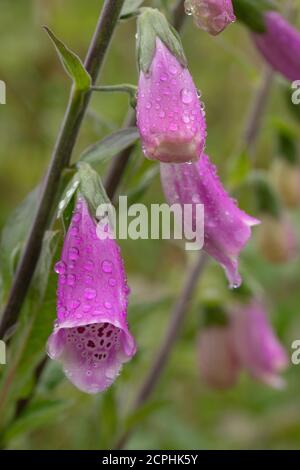 Fingerhut (Digitalis purpurea). Einzelne, aufrechte, Stiel, Kopf von drei trompetenförmigen Blüten, nach einem Regenfall. Regentropfen auf der Blumenoberfläche. Sp Stockfoto