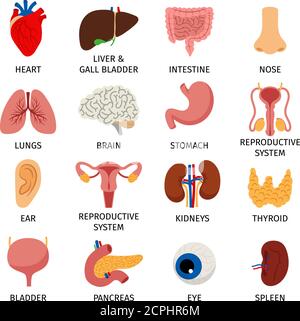 Innere Organe. Menschliche Körper Anatomie Organ Symbole, Cartoon Lunge und Herz, Harnsystem und Leber, Fortpflanzungsfunktion und Gehirn, Vektor-Illustration Stock Vektor