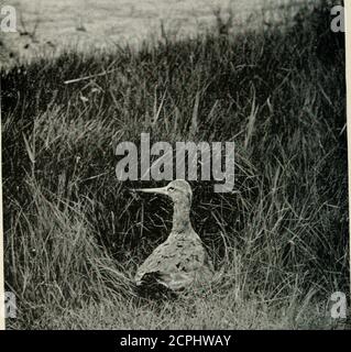. Die Vögel der Britischen Inseln und ihre Eier. 2 PL 68. Grüner Sandpiper.Holzsandpiper. J/ 166.. Stockfoto