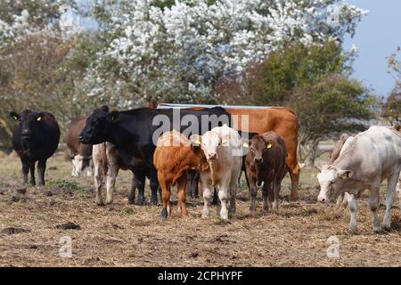 Greatstone, Kent, Großbritannien. September 2020, 19. UK Wetter: Eine Herde von Rindern mit Kalb essen auf einem Feld in der herrlichen Nachmittagssonne. Foto-Kredit: Paul Lawrenson/Alamy Live Nachrichten Stockfoto