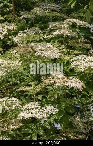 Elder (Sambucus nigra). Mehrere Büschen flacher Köpfe mit zahlreichen Knospen und cremeweißen Blüten. Gestielte zusammengesetzte Blätter von fünf bis severn Blatt Stockfoto