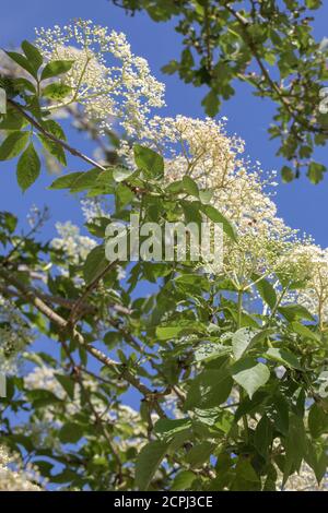 Elder (Sambucus nigra). Mehrere Büschen flacher Köpfe mit zahlreichen Knospen und cremeweißen Blüten. Gestielte zusammengesetzte Blätter von fünf bis severn Blatt Stockfoto