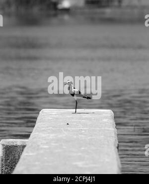 Schwarz-weißer Vogel, der allein auf einem kleinen Damm steht Stockfoto