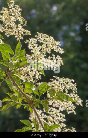 Elder (Sambucus nigra). Mehrere Büschen flacher Köpfe mit zahlreichen Knospen und cremeweißen Blüten. Von hinten betrachtet und nach oben schauend. Gestieltes Komp Stockfoto