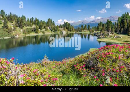 Europa, Italien, Trentino, Trento, Lagorai-Kette, die Colbricon Seen im Sommer mit blühenden Rhododendren und Berg im Wasser spiegeln Stockfoto