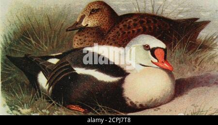 . Die Vögel der Britischen Inseln und ihre Eier. ^ PL 26. 7^68. Eider.King-Eider. Stockfoto