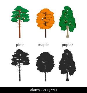 Vektor Wald Bäume isoliert auf weißem Hintergrund. Illustration von Kiefer und Pappel, Ahornbaum Stock Vektor