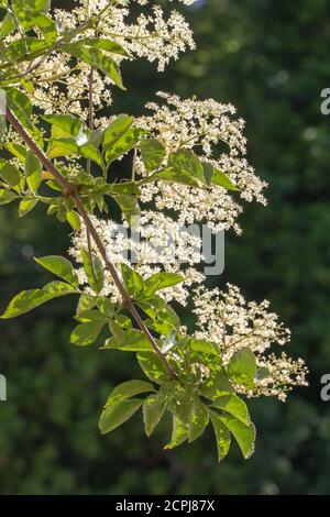 Elder (Sambucus nigra). Mehrere Büschen flacher Köpfe mit zahlreichen cremeweißen Blüten. Gestielte zusammengesetzte Blätter von fünf bis severn Flugblätter. Vie Stockfoto