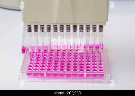 Wissenschaftler hält eine 96-Well-Platte mit Proben für biologische Analyse / Forscher Pipettieren von Proben von Flüssigkeiten in Mikrotiterplatten für Biomedizinische Forschung Stockfoto