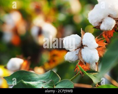 Zweig der Baumwolle auf einem unscharfen Hintergrund. Nahaufnahme aus Baumwolle. Stockfoto