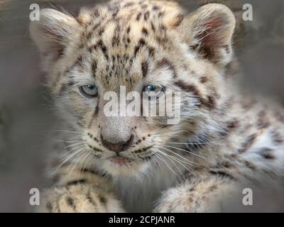 Schneeleopard oder Unze Panthera uncia einzigen Jungen bei neun Wochen alt Stockfoto