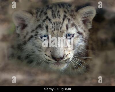 Schneeleopard oder Unze Panthera uncia einzigen Jungen bei neun Wochen alt Stockfoto