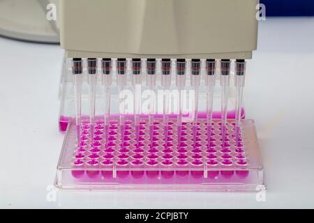 Wissenschaftler hält eine 96-Well-Platte mit Proben für biologische Analyse / Forscher Pipettieren von Proben von Flüssigkeiten in Mikrotiterplatten für Biomedizinische Forschung Stockfoto