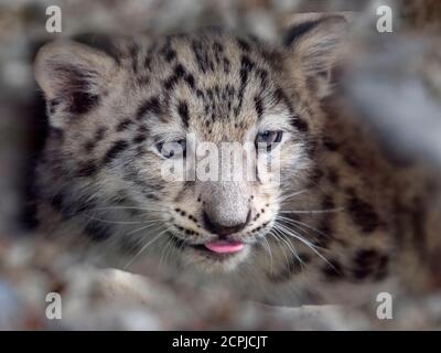 Schneeleopard oder Unze Panthera uncia einzigen Jungen bei neun Wochen alt Stockfoto