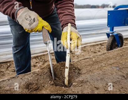 Polnische Saisonarbeiter arbeiten während der Spargelernte auf einem Spargelfeld vom Spargelhof Schulte-Scherlebeck, Herten, Ruhrgebiet, Nord Stockfoto