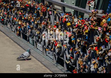 Taube und Liebesschlösser auf dem Geländer der Eiserner Steg Fußgängerbrücke, Frankfurt am Main, Hessen, Deutschland Stockfoto