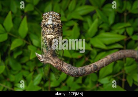 Japanische Cicada - Graptopsaltria nigrofuscata, die große braune Cicada, auf Japanisch Aburazemi genannt. Auf trockenem Ast. Stockfoto